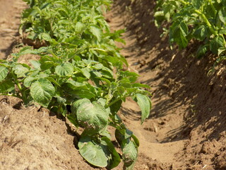 Potato beds. Green tops of potatoes. Close-up.