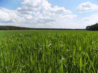 Green field and blue sky. Cereals: rye, wheat.