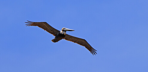 Brown pelican with wings spread flying