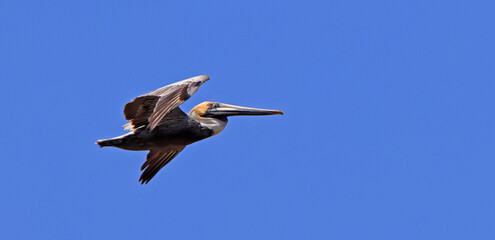 Fototapeta na wymiar Brown pelican flying with a clear blue sky