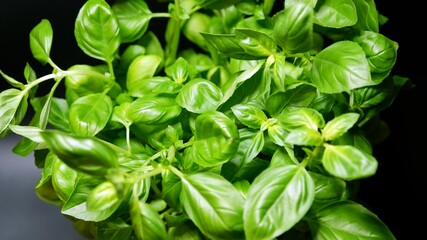 Frischer Basilikum vor einem dunklen Hintergrund