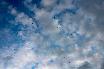 Photo of birds flying in the clouds before the rain