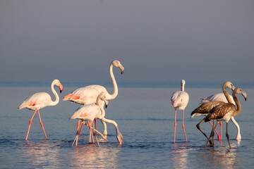 Fototapeta premium Wild african birds. Group birds of pink african flamingos walking around the blue lagoon on a sunny day