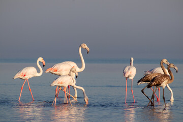 Wild african birds. Group birds of pink african flamingos  walking around the blue lagoon on a sunny day