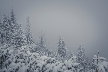 Foggy weather in Tatra Mountains, Poland. Bad visibility in a coniferous forest. Snow covering the branches of the trees and bushes. Selective focus on the plants, blurred background.