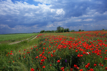 Poppies in the wheat field and the blue sky 