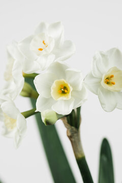 Close up narcissus flower against a white background.