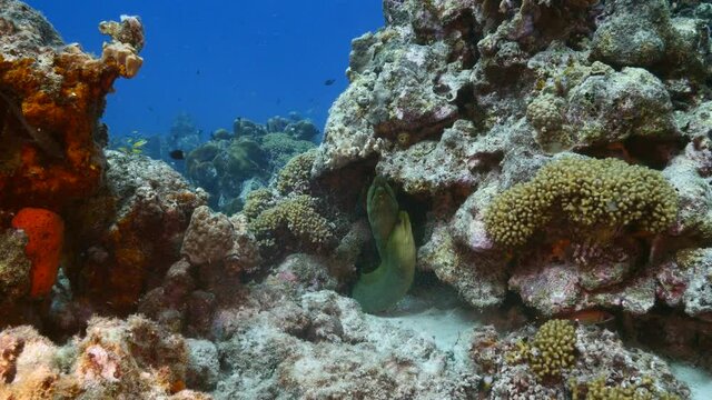 Couple of Green Moray Eel in coral reef of Caribbean Sea, Curacao