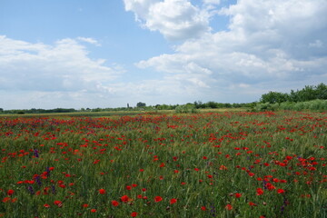 Wheat field with red poppies 