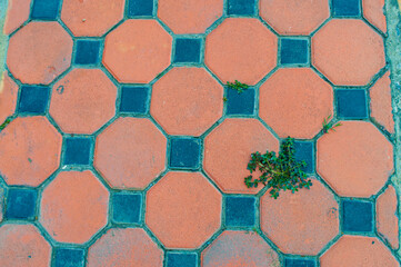 Brick walkway surface with trees
