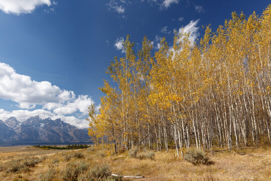 Aspen Trees