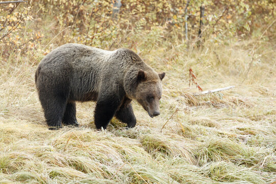 Grizzly Bear