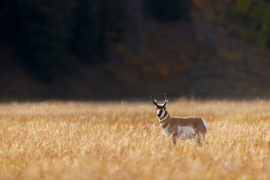 Pronghorn Anetlope