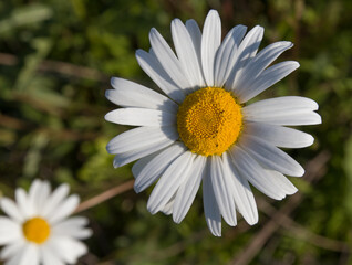 Fototapeta premium chamomile flowers in the wild in a field