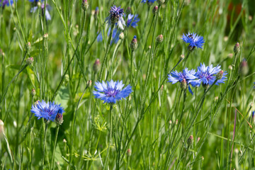Fototapeta na wymiar Cornflowers and green grass in sunset light in summer meadow, selective focus. Atmospheric beautiful moment. Wildflowers centaurea close up in warm light, summer in countryside. Environment