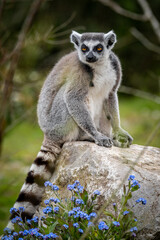 Ringed-tailed lemur sitting on a rock