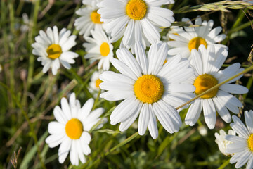 chamomile flowers in the wild in a field