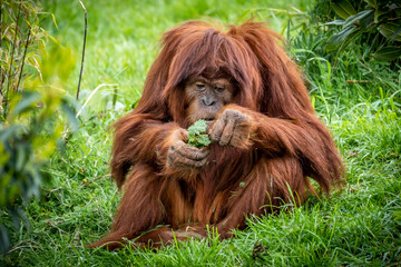 Orangutang inspecting leaves © Peter Robinson