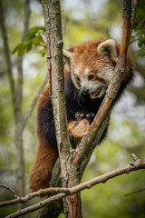 Fototapeta premium Red panda calling on tree