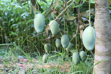 green raw mango on tree in the firm