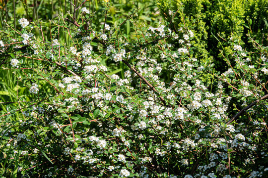 Bearberry cotoneaster Major - Latin name - Cotoneaster dammeri Major in garden