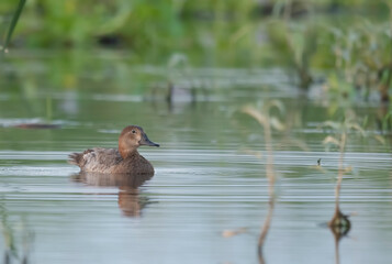 Common pochard female Bird in wetland 