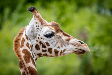 Rothschilds giraffe head in profile