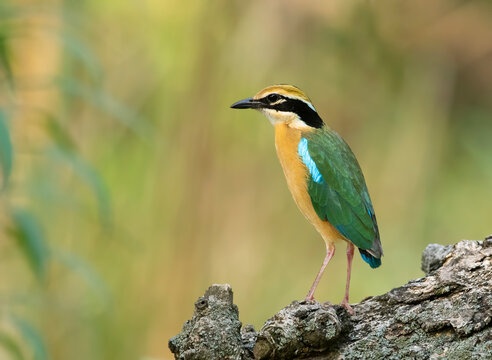 Gorgeous Bird Indian pitta in forest 