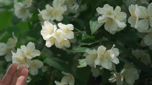 Girl holding delicate jasmine flowers in her hands