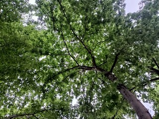 Green Tree nature heaven wood