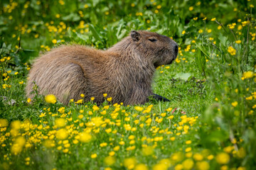 Capybara sitting in buttercups