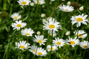 Obraz na płótnie Canvas Camomile daisy flowers in garden at home