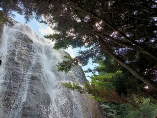 Waterfall nature green tree water 