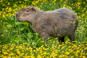Capybara walking in buttercups
