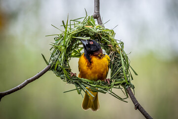 Village Weaver bird inspecting nest