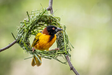 Village Weaver bird in Nest