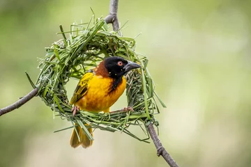 Foto op Plexiglas Village Weaver bird in Nest © Peter Robinson