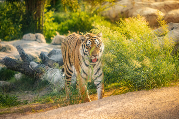 Fototapeta premium A beautiful and powerful tiger walks through its possessions in the national park. Majestic and dangerous predatory big cat