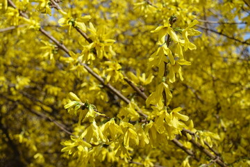 Plenty of bright yellow flowers of forsythia in mid March