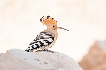 An unusually beautiful hoopoe bird with a long beak and a wonderful crest is very useful in agriculture because it eats pests