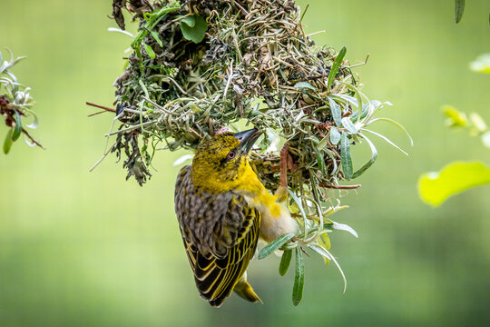 Village Weaver Bird Building Nest