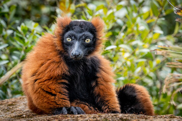 Red-Ruffed lemur sitting on a rock