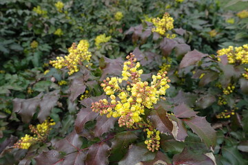 Buds and yellow flowers of Mahonia aquifolium in March