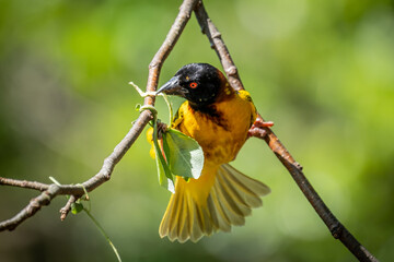 Village Weaver Bird starting to build nest