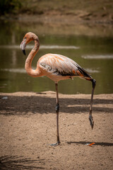 Flamingo standing on one leg