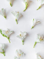 Fresh white flowers on a white background. Spring minimal concept. A snapshot of a mobile phone.