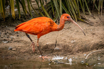 Scarlet Ibis wading