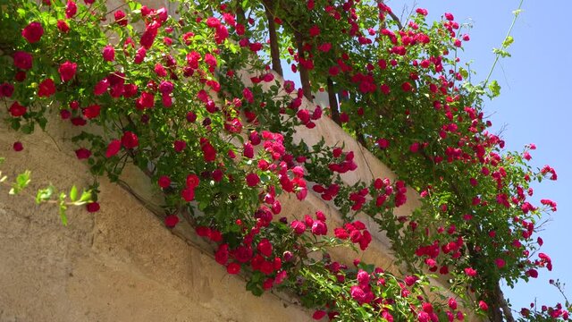 4k stock video footage of sunny amazing full blooming pretty bright pink climbing rose shrub on wall of house background