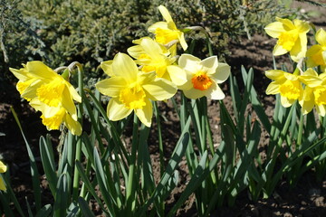 Obraz premium Bright and colorful flowers of narcissus in March