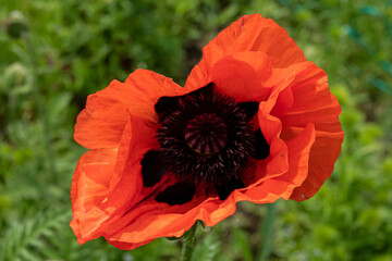 Beautiful field of red poppies in the sunset light in garden